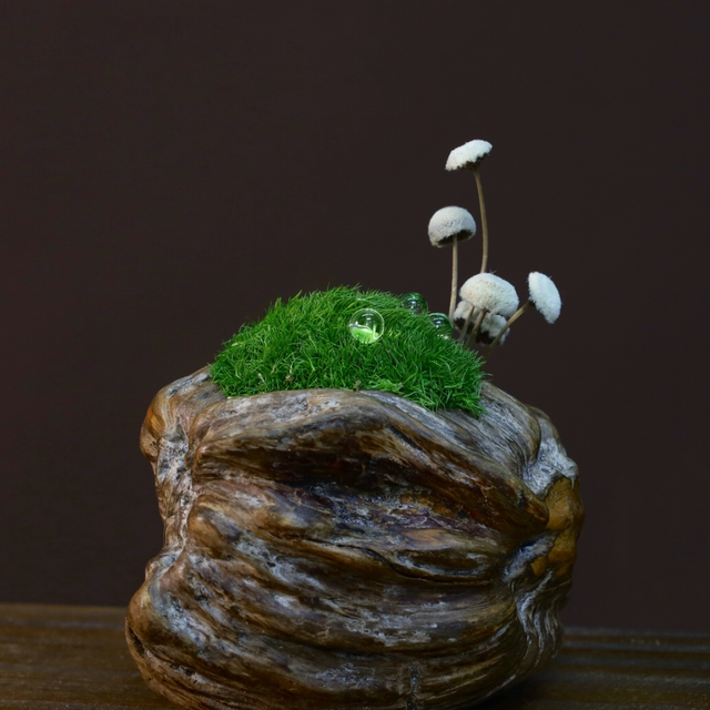 苔藓 · 仿真苔藓造景，12 × 11 × 13 cm