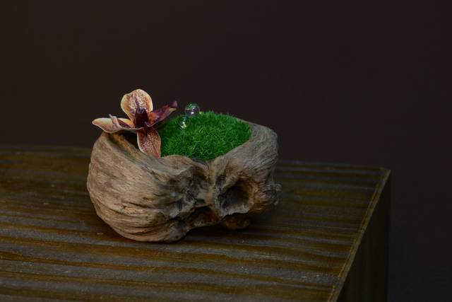 苔藓 · 仿真苔藓造景,13 × 12 × 9 cm