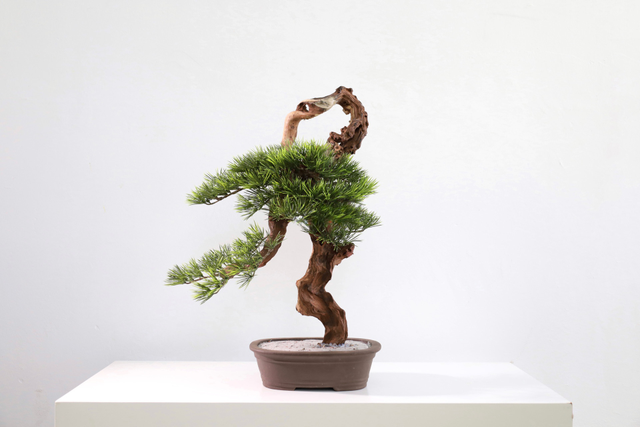仿真苔藓造景 · MY-T-0151